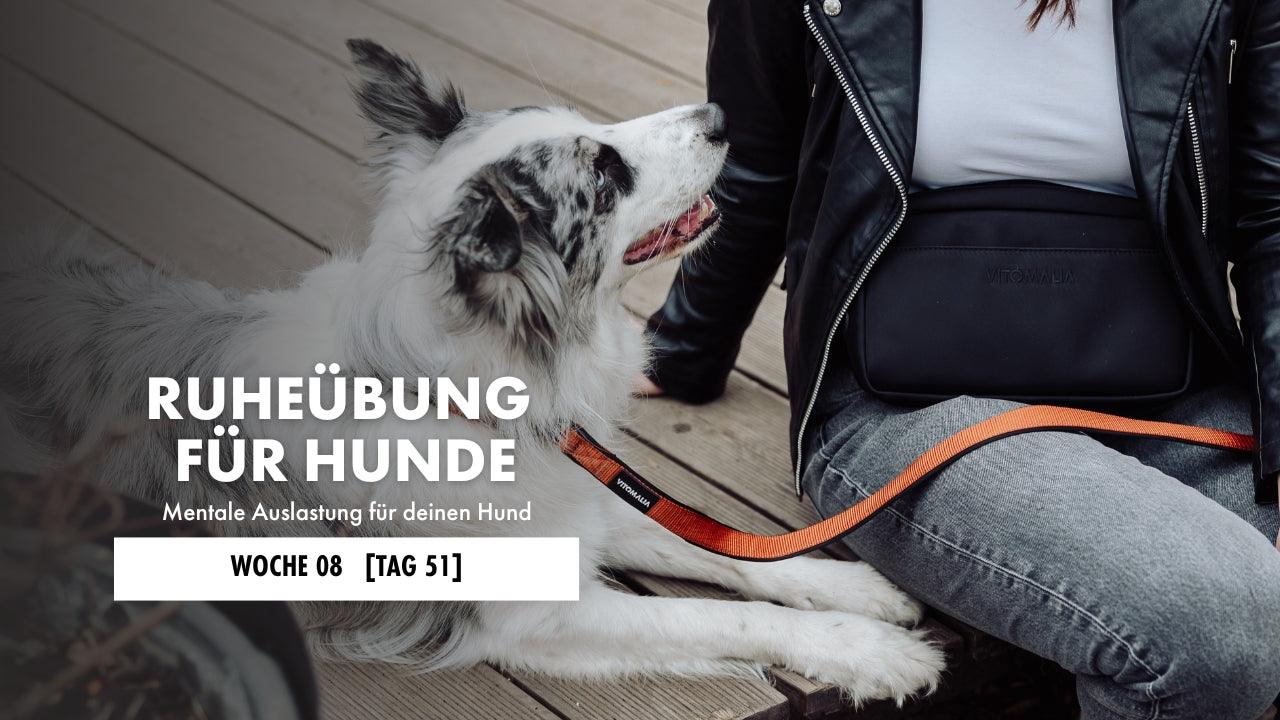 Australian Shepherd liegt neben Besitzerin und schaut sie an