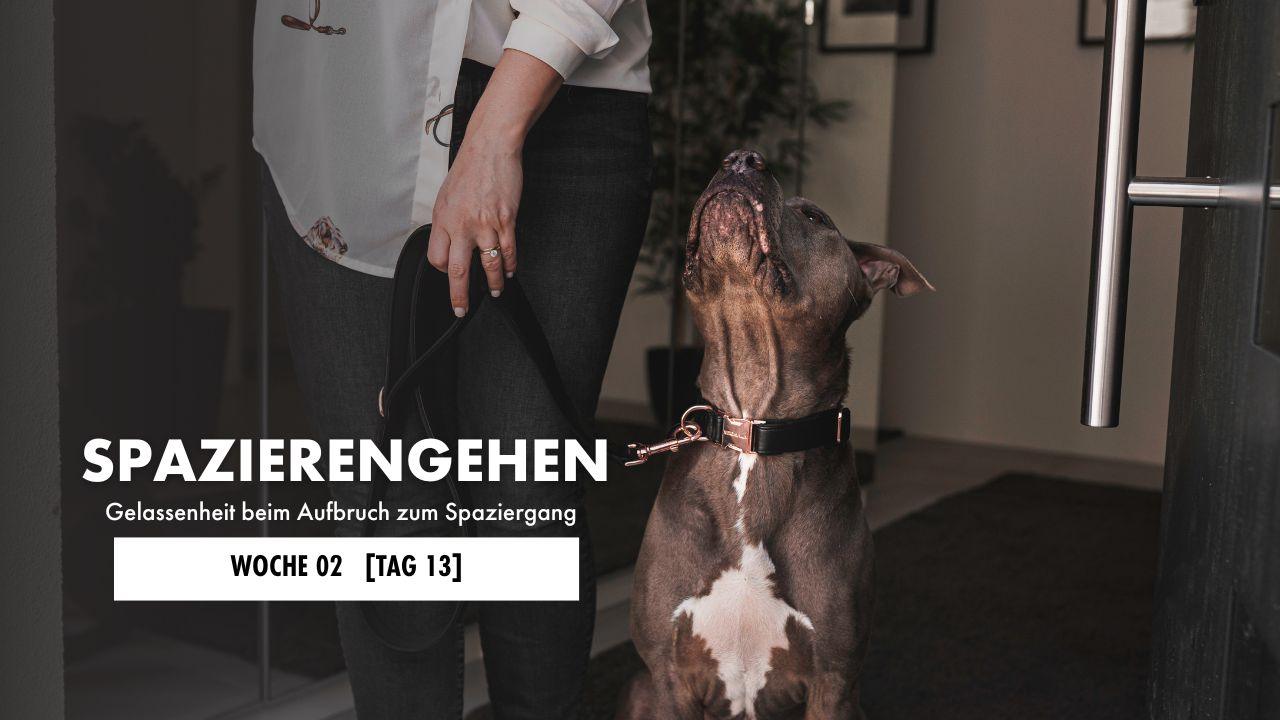 Hund liegt auf der Decke