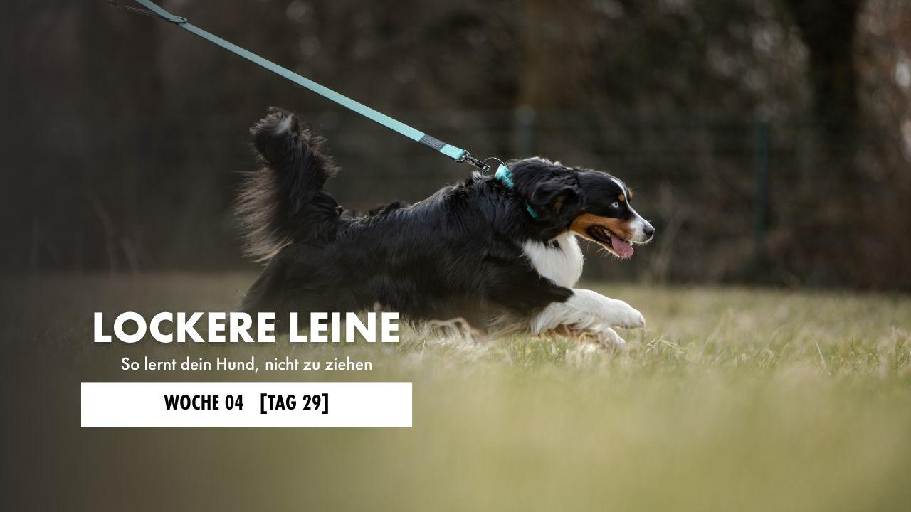 Hund liegt auf der Decke