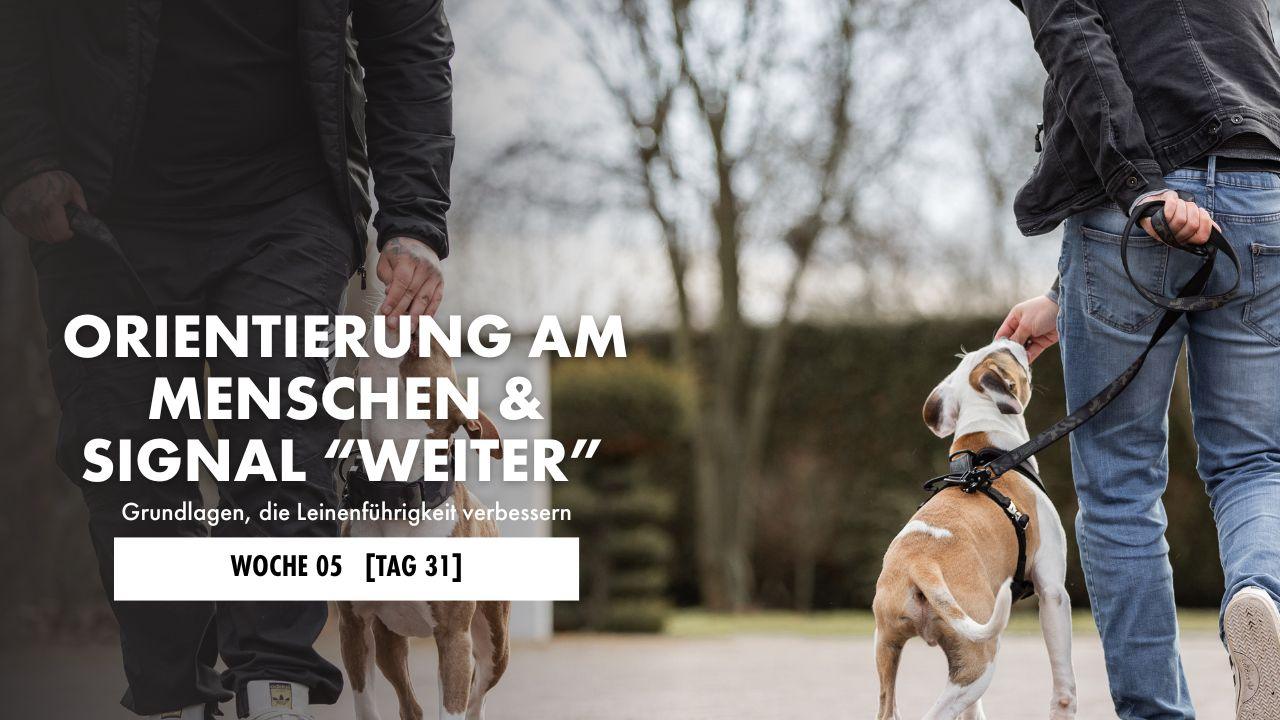 Zwei Hunde werden aneinander vorbeigeführt, während sie mit Leckerli gelockt werden