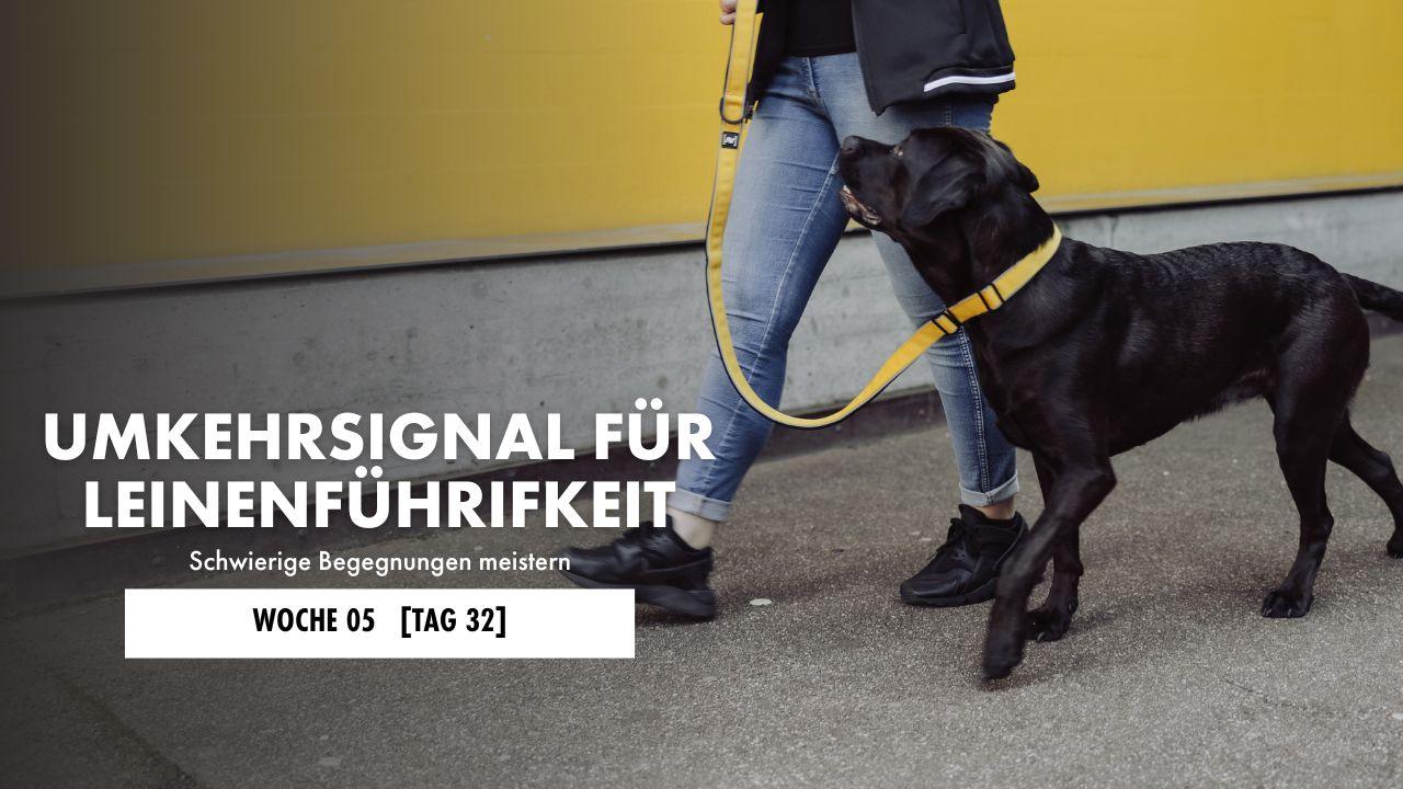 Zwei Hunde werden aneinander vorbeigeführt, während sie mit Leckerli gelockt werden