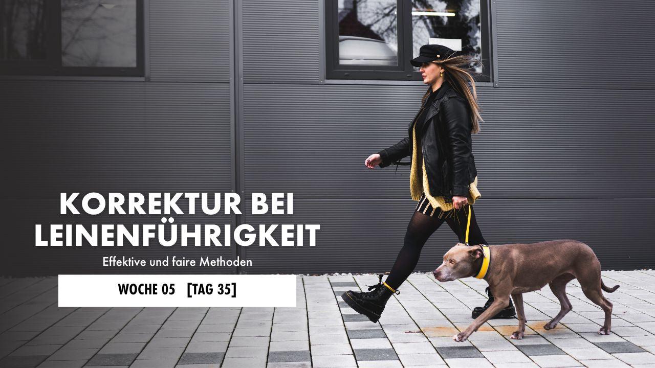 American Pitbull Terrier läuft neben Frau her