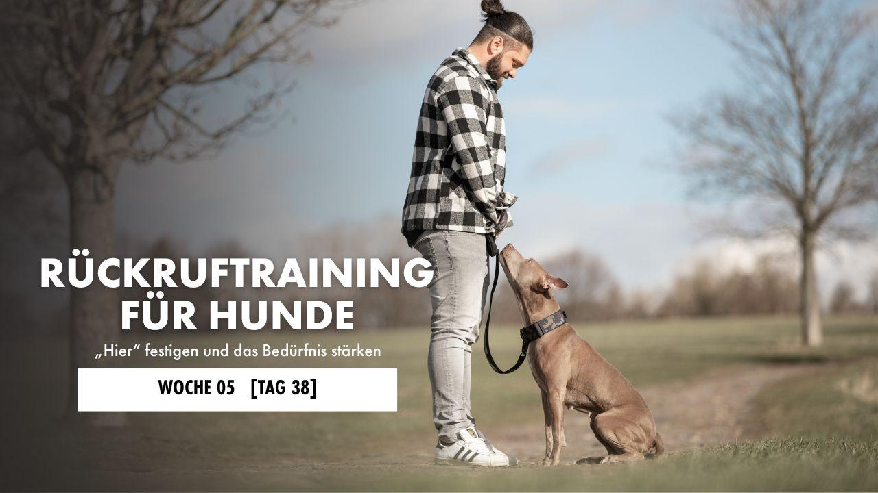 American Pitbull Terrier sitzt im Vorsitz