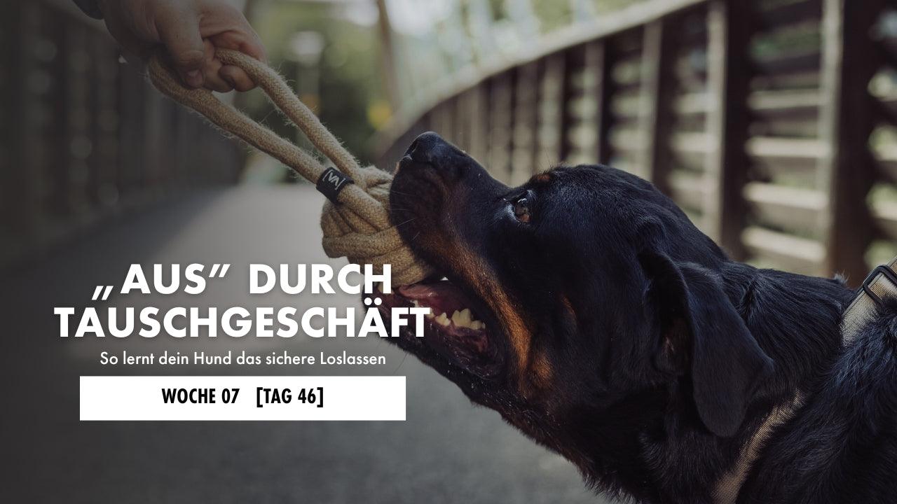 Rottweiler zerrt an einem Zerrspielzeug