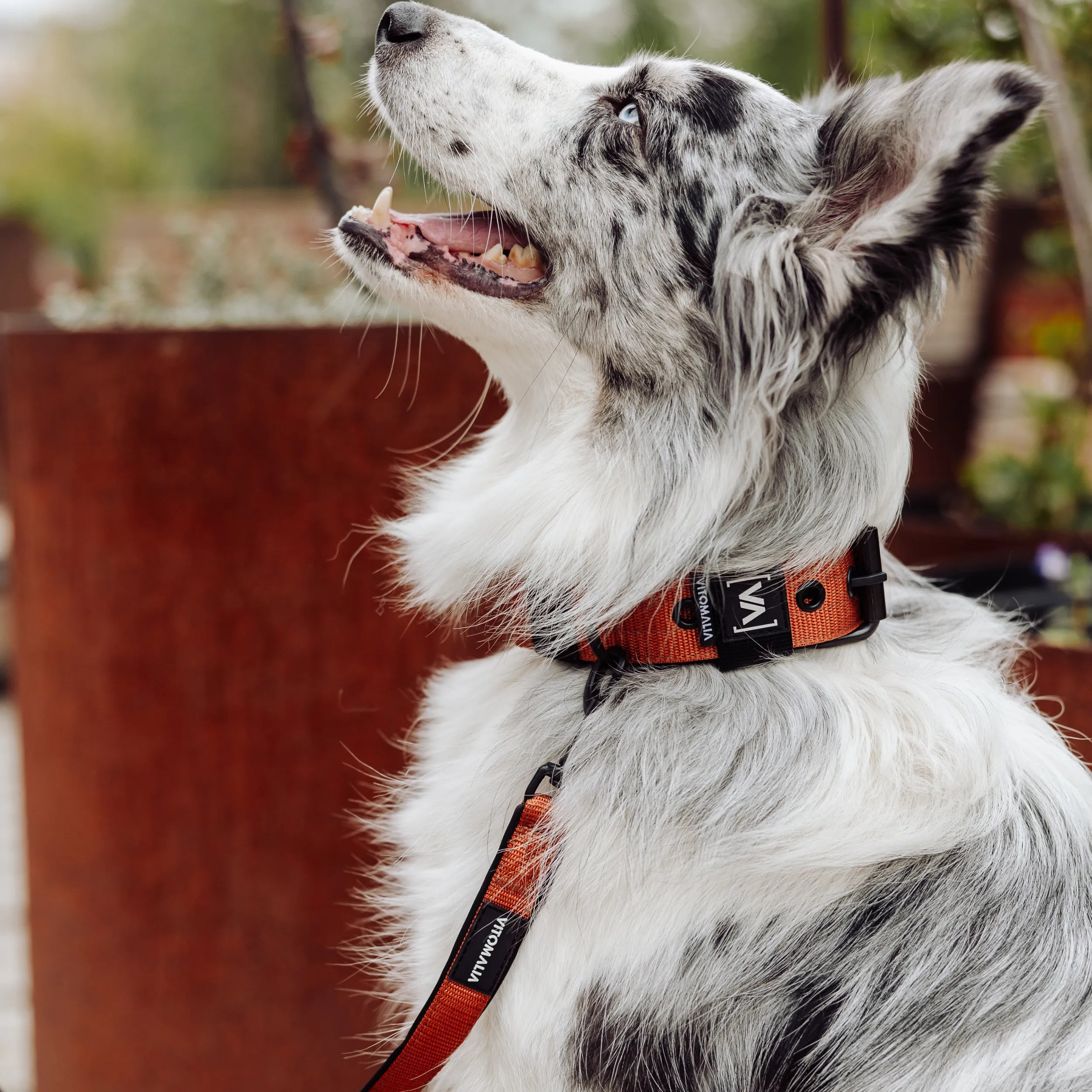 Klassisches Hundehalsband mit abstehender Innenfütterung - Nero Braun - Vitomalia - Hundehalsband Classic Edition