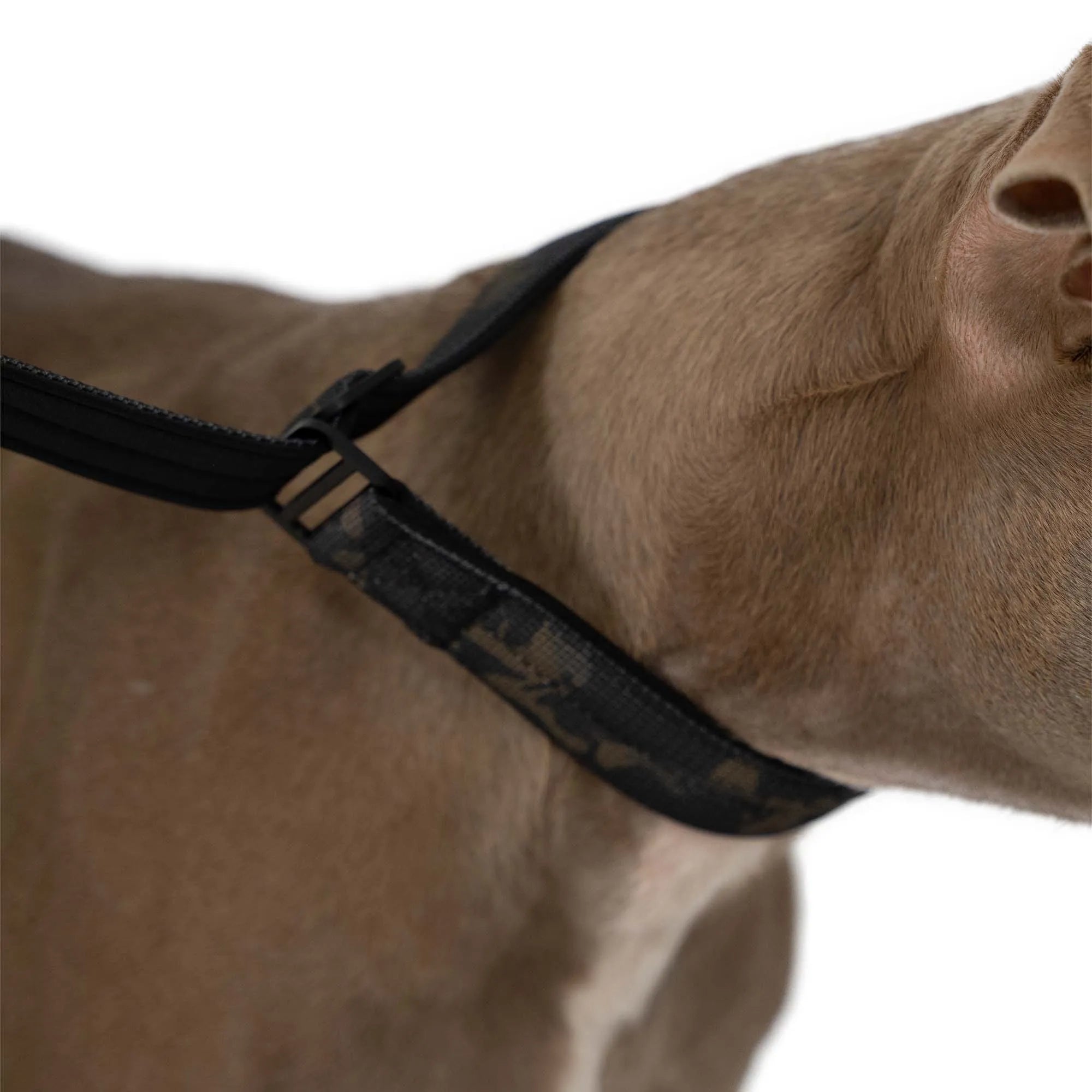 Moxon Retriever Leash Classic Edition Camouflage - 1,5m with hand loop - 3cm wide