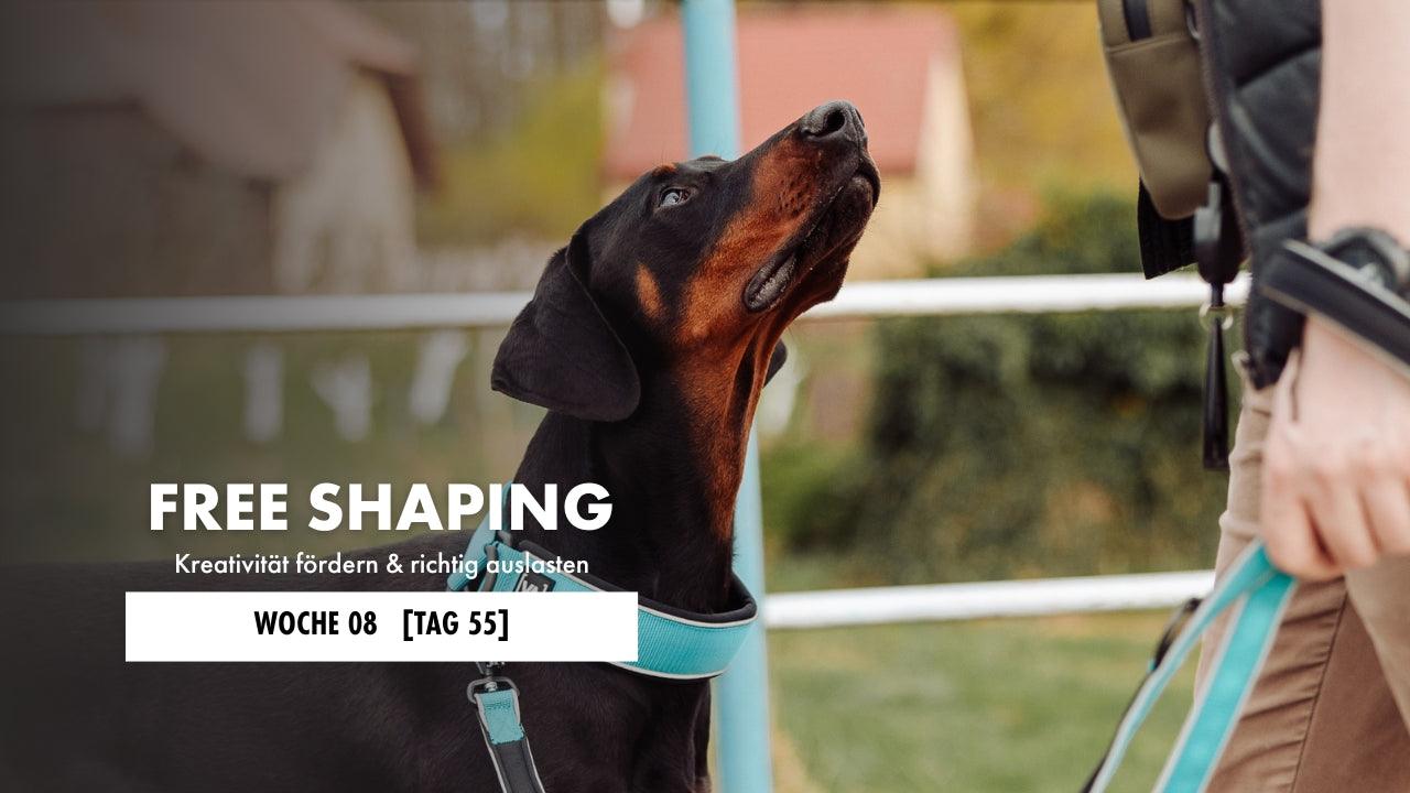 Dobermann schaut seinen Hundehalter an