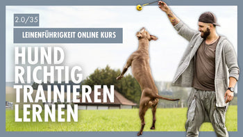 Vom Ziehen zum entspannten Gassi | So setzt du realistische Erwartungen für die Leinenführigkeit [Tag 2/0]
