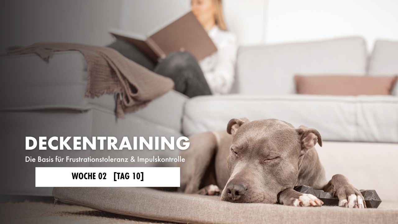 Hund liegt auf der Decke 