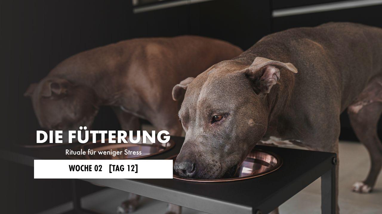 Hund liegt auf der Decke 