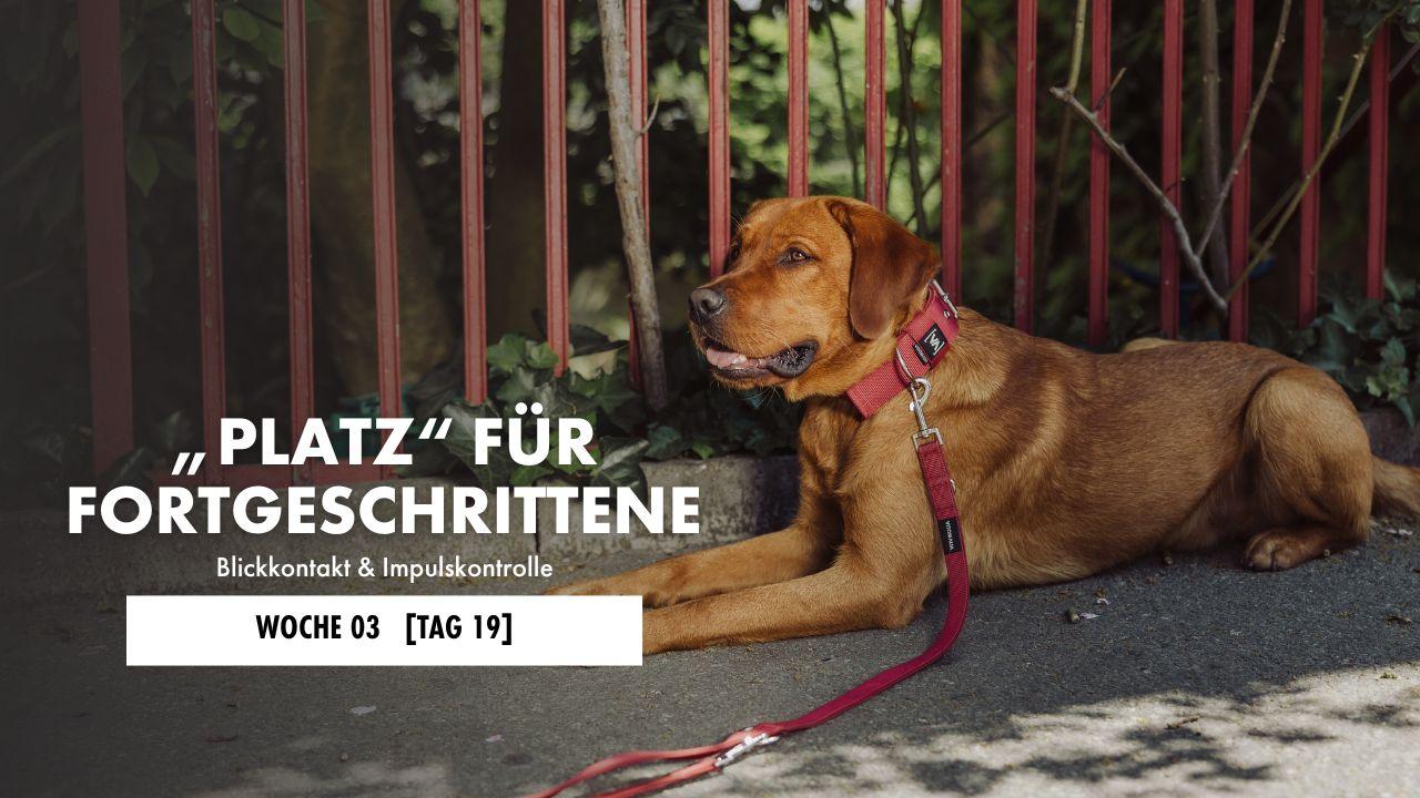 Hund liegt auf der Decke 