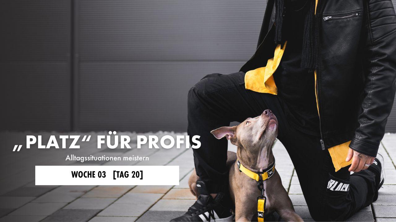 Hund liegt auf der Decke 