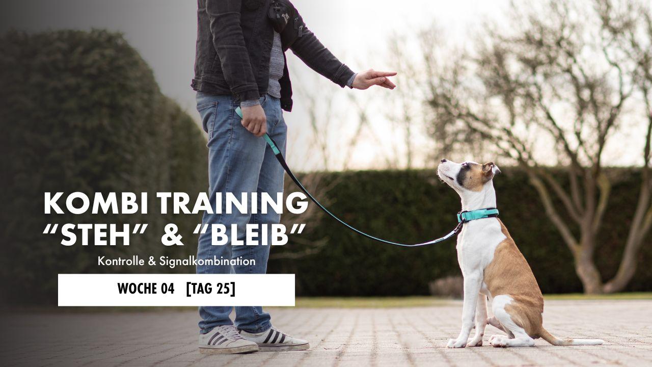 Hund liegt auf der Decke 