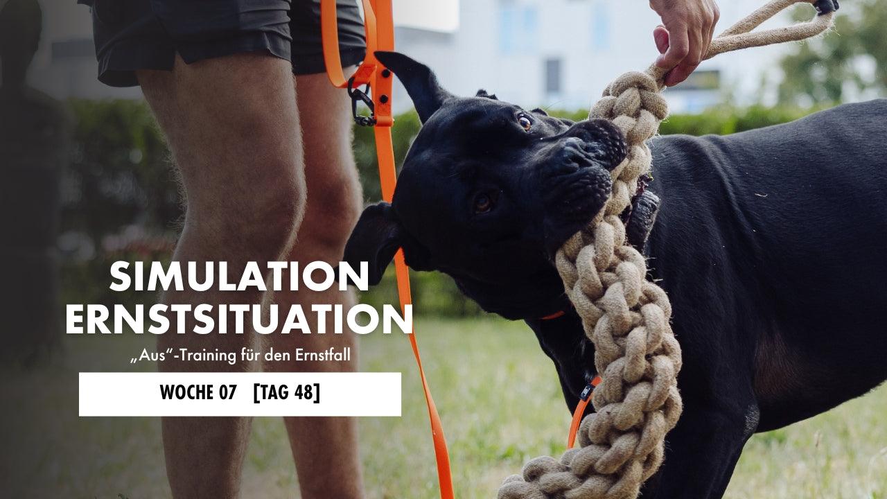 Dogo zerrt an einem Zerrdummy