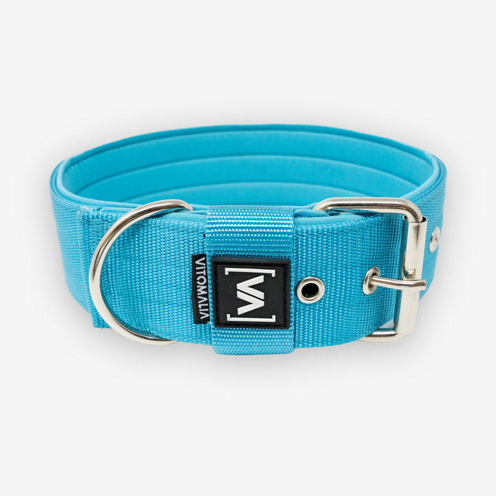 Collier pour chien classique avec doublure saillante - Turquoise