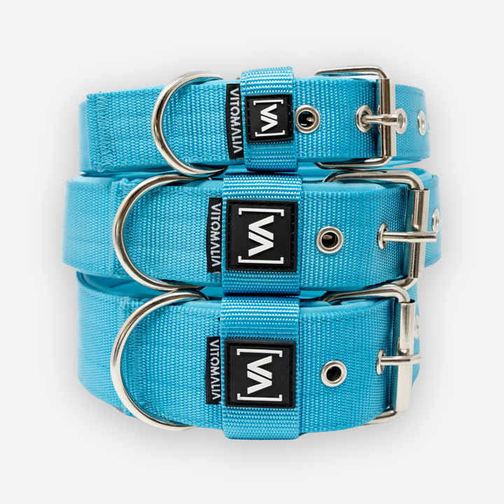 Collier pour chien classique avec doublure saillante - Turquoise