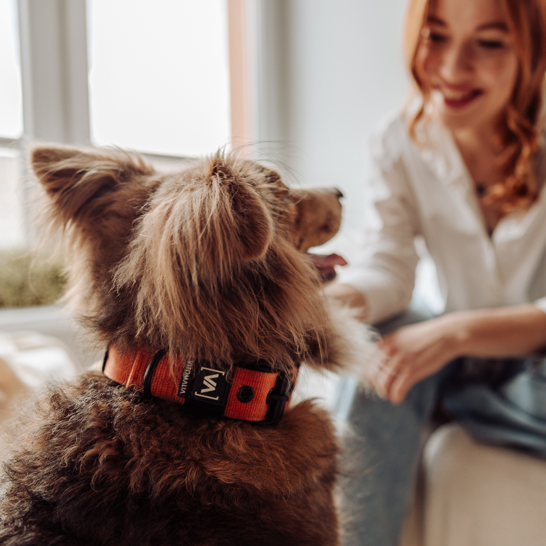 Klassisches Hundehalsband mit abstehender Innenfütterung - Nero Braun - Vitomalia - Hundehalsband Classic Edition