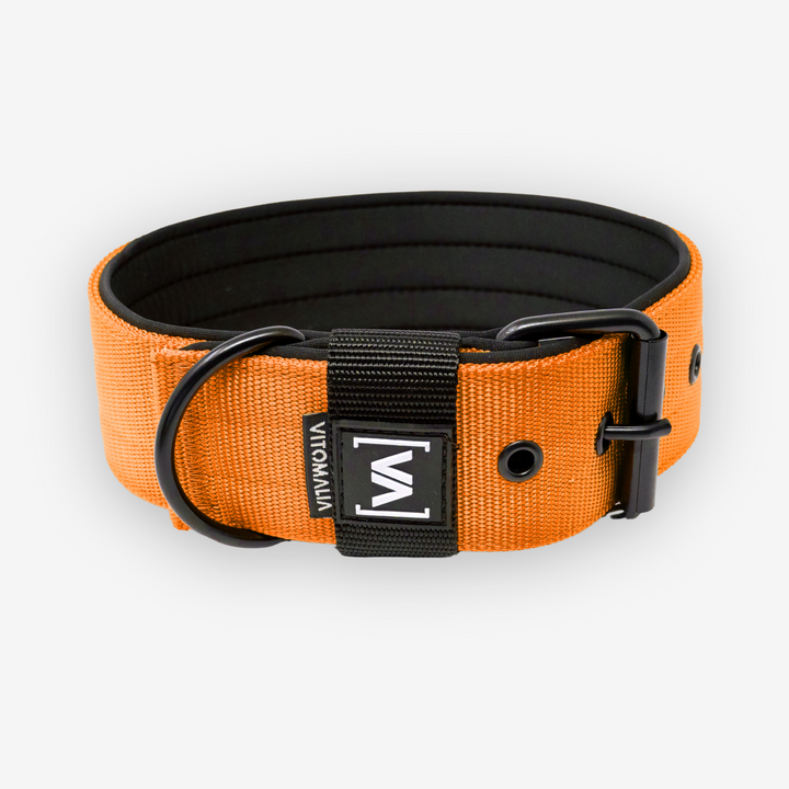 Collare per cane classico Collare per cane con fodera interna sporgente - Nero Orange