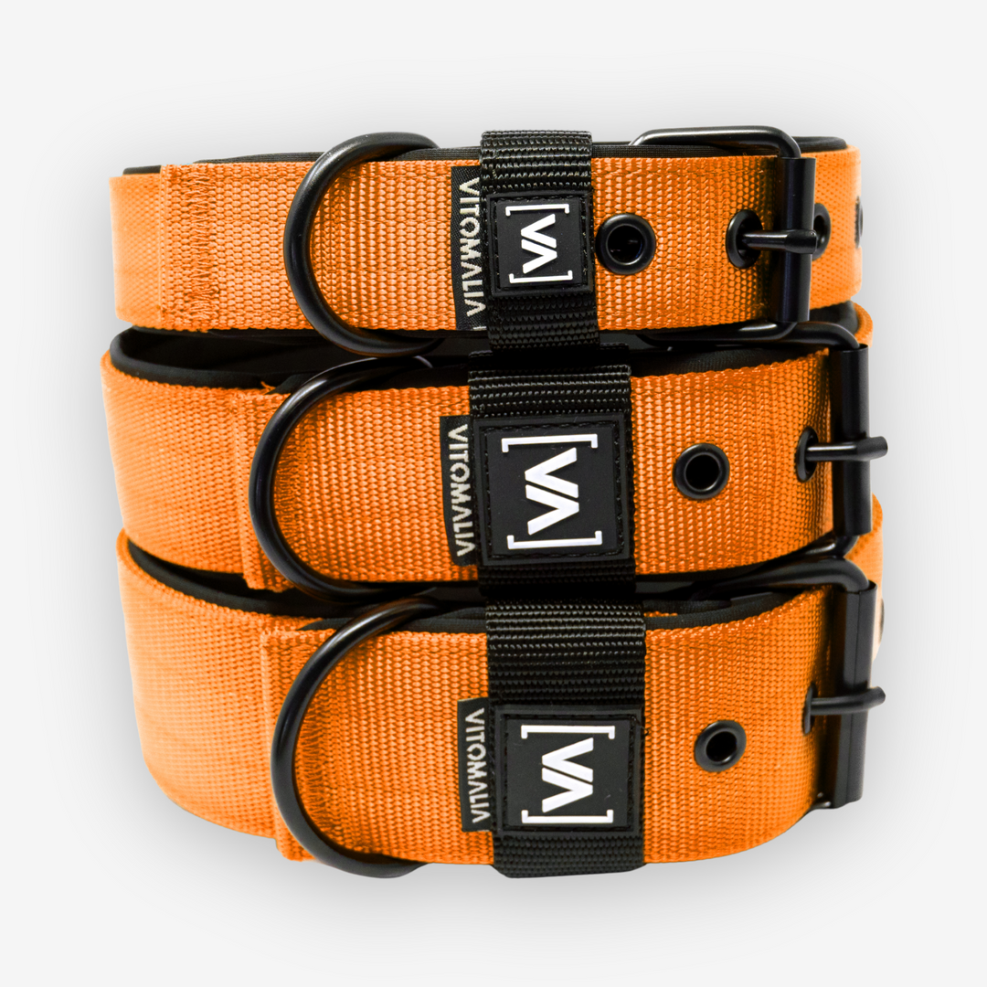 Classic Dog Collar with protruding inner lining - Nero Orange