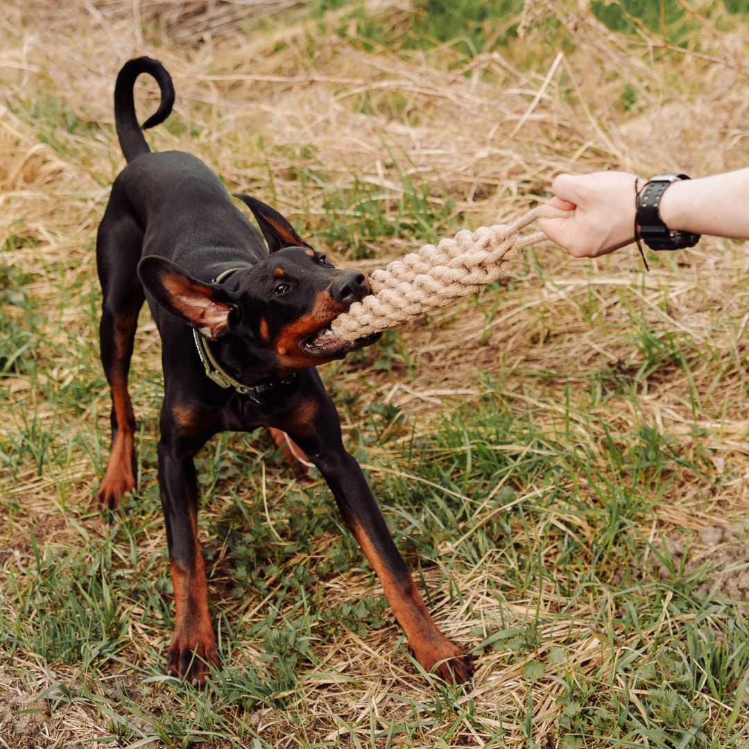 Geflochtener Zerr-Ring für Hunde: 100% Naturhanf, handgeknotet - Eco Tug - Vitomalia - 